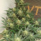 Original Afghan Kush Auto feminisiertes Saatgut (Fast Buds)