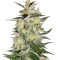 Blue Cheese Automatic strain