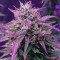 Girl Scout Cookies Auto (Auto Seeds) Cannabis-Samen