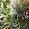 Girl Scout Cookies Autoflower (Seedstockers) Cannabis-Samen