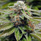 Gorilla Breath (Humboldt Seeds Organization) Cannabis-Samen