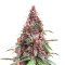Keepers OG Autoflower feminisierte Samen (Seedkeepers)