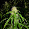 Mango Bubble Cloud (Dr. Krippling Seeds) Cannabis-Samen