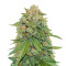 Maple Sherbet (Seedstockers) Cannabis-Samen