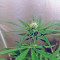 NL5 Haze Mist (GHS) Cannabis-Samen
