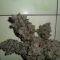 Pineapple Chunk Cannabis-Samen Kaufen