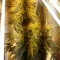 West Coast O.G. Auto (Fast Buds) Cannabis-Samen zu verkaufen