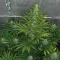 Eleven Roses (Delicious Seeds) Cannabis-Samen zu verkaufen