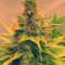 Super Skunk (Spliff Seeds) Cannabis-Samen zu verkaufen