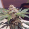 Purple Punch Auto (Fast Buds) Cannabis-Samen zu verkaufen