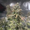 Wedding Cake Auto (Barney's Farm) Cannabis-Samen zu verkaufen
