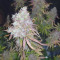 Wedding Cake Auto (Barney's Farm) Cannabis-Samen zu verkaufen