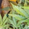 Gorilla Cookies Auto (Fast Buds) Cannabis-Samen zu verkaufen