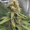 Critical Kush Cannabis-Samen Kaufen