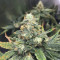 Gorilla x White Widow (Expert Seeds) Cannabis-Samen zu verkaufen