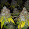 Super Lemon Haze Cannabis-Samen Kaufen