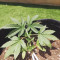 Alien Gorilla Cannabis-Samen Kaufen