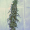 G13 Haze (Barney's Farm) Cannabis-Samen zu verkaufen