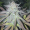Royal Medic CBD (RQS) Cannabis-Samen zu verkaufen