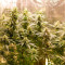 Lemon AK Auto Cannabis-Samen Kaufen