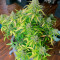 Kaufe Watermelon Z Auto Samen feminisiert von Barney's Farm