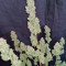 Cream Cookies Auto Cannabis-Samen Kaufen