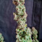Cream Cookies Auto Cannabis-Samen Kaufen