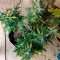 + Speed Auto (Sweet Seeds) Cannabis-Samen zu verkaufen