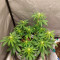 + Speed Auto (Sweet Seeds) Cannabis-Samen zu verkaufen