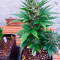 Bruce Banner Auto Cannabis-Samen Kaufen