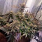 Green Love Potion Cannabis-Samen Kaufen