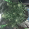 Auto Orange Bud Cannabis-Samen Kaufen