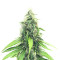 Royal Moby (RQS) Cannabis-Samen