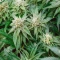 Amnesia Haze XL (Zambeza Seeds) Cannabis-Samen