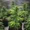 Auto Purple Dawg Mass (Critical Mass Collective Seeds) Cannabis-Samen