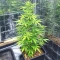 Biscotti Auto (Green House Seeds)