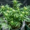 Blueberry Auto (Zambeza Seeds) Cannabis-Samen