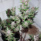 C4 Auto (Fast Buds) Cannabis-Samen