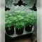 Fat Bastard (Blimburn Seeds)