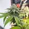 Florida Sunrise Autoflower feminisierte Samen (Seedkeepers)