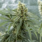 Girl Scout Cookies feminisierte Samen (Garden of Green)