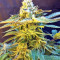 Grandaddy Black (Original Sensible Seeds) Cannabis-Samen