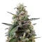 Lemon Cherry Gelato (Barney's Farm)
