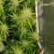 Mango Frost Auto (Fast Buds)