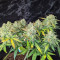 Original Auto Sour Diesel (Fast Buds) Cannabis-Samen