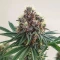 Soul Star (Dr. Underground) Cannabis-Samen