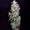 Sweet CBD Auto (Auto Seeds) Cannabis-Samen