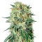 The Doctor (GHS) Cannabis-Samen