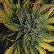 Original Auto AK (Fast Buds) Cannabis-Samen
