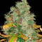 Auto Duck strain